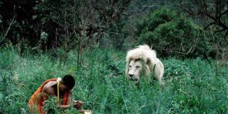 elelwani-elel-and-lion